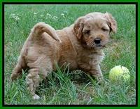 Jolie Buster 5 wks old 460