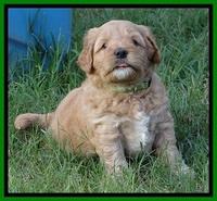 Jolie Buster 5 wks old 470