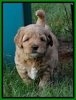 Jolie Buster 5 wks old 480