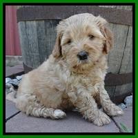 Jolie Buster 6 wks old 281