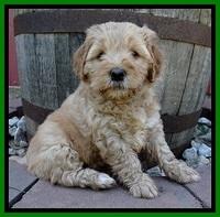Jolie Buster 6 wks old 291