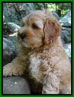 Jolie Buster 8 weeks old 103