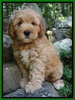 Jolie Buster 8 weeks old 63