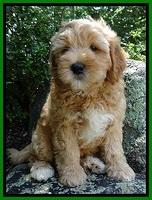 Jolie Buster 8 weeks old 73