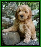 Jolie Buster 8 weeks old 83