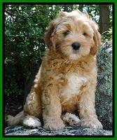 Jolie Buster 8 weeks old 93