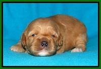 Jolie Buster pups 2 wks old 360