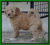 Jolie Buster pups 6.5 wks old 21