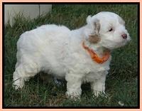 Jolie Buster 5 wks old 490