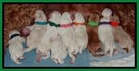 Jolie Buster puppies newborn 9 10