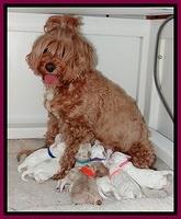 Jolie Buster pups 1 wk old 22