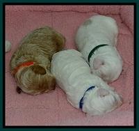 Jolie Buster pups 1.5 wk old 52