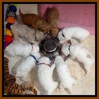 Jolie Buster pups 3.5 wks mush