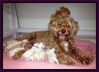 Jolie Buster pups with mom 3 days old