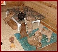 Jolie Rascal puppies 6 weeks play 2 009