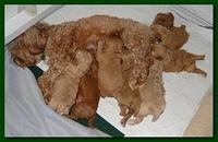 Jolie Ripley puppies 3 weeks old group