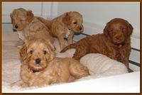 Jolie Ripley puppies 4-5 weeks old 015