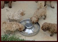 Jolie Ripley puppies 6 weeks old 3 017