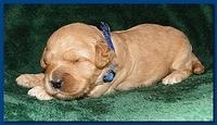 Jolie Ripley puppies 2 weeks old 011