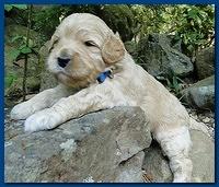 Jolie Ripley puppies 3 weeks old 010