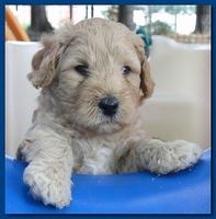 Jolie Ripley puppies 4-5 weeks old 045