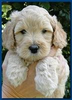 Jolie Ripley puppies 5.5 weeks faces 009