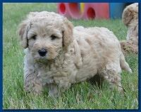 Jolie Ripley puppies 6 weeks old playtime 3 014