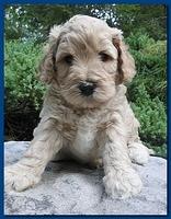 Jolile Rilpley puppies 5 weeks old 009