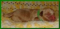 Jolie Ripley puppies 1 day old 029