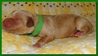 Jolie Ripley puppies 1 day old 030