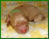 Jolie Ripley puppies 1 day old 032