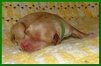 Jolie Ripley puppies 1 day old 033
