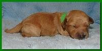 Jolie Ripley puppies 1 week old 082