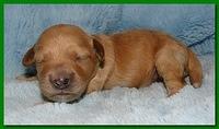 Jolie Ripley puppies 1 week old 086