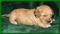 Jolie Ripley puppies 2 weeks old 032