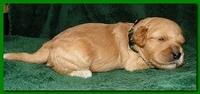 Jolie Ripley puppies 2 weeks old 034
