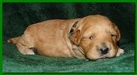Jolie Ripley puppies 2 weeks old 037
