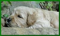Jolie Ripley puppies 3 weeks old 037