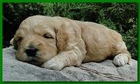 Jolie Ripley puppies 3 weeks old 040