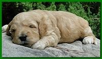 Jolie Ripley puppies 3 weeks old 041