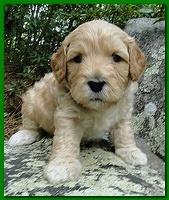 Jolie Ripley puppies 4 weeks old 021