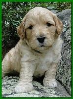 Jolie Ripley puppies 4 weeks old 027