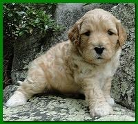 Jolie Ripley puppies 4 weeks old 028