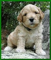 Jolie Ripley puppies 4 weeks old 029