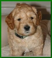Jolie Ripley puppies 4-5 weeks old 021