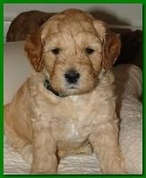 Jolie Ripley puppies 4-5 weeks old 022
