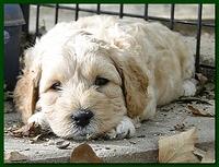 Jolie Ripley puppies 4-5 weeks old 035
