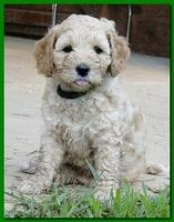 Jolie Ripley puppies 6 weeks old 3 024