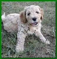 Jolie Ripley puppies 7 weeks old 012