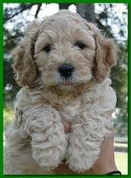 Jolie Ripley puppies 7 weeks old heads 008